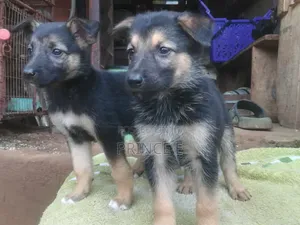 1-3 months Female Purebred German Shepherd
