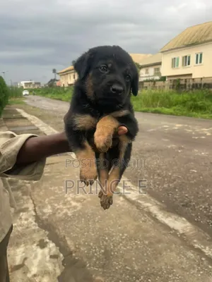 1-3 months Male Purebred German Shepherd