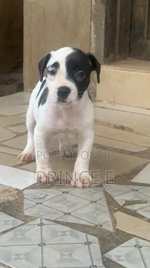 1-3 months Female Purebred American Pit Bull Terrier