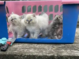 1-3 months Male Purebred Persian