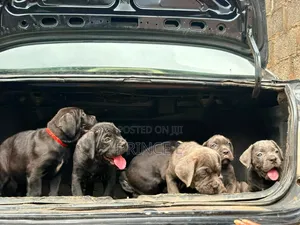 1-3 months Female Purebred Cane Corso