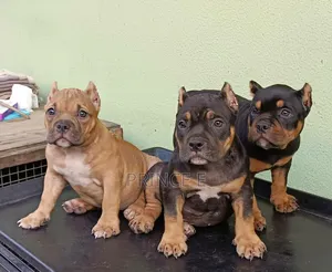 1-3 months Male Purebred American Bully