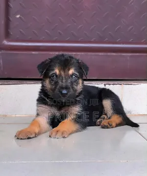 1-3 months Male Purebred German Shepherd