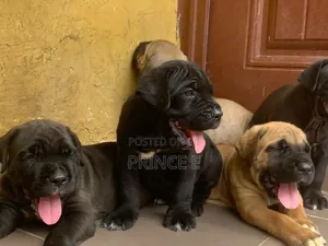 1-3 months Male Purebred Boerboel