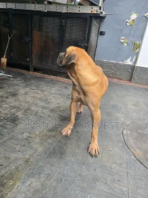 1+ year Male Purebred Boerboel