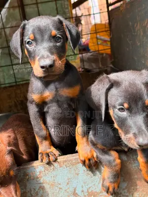 1-3 months Female Purebred Doberman Pinscher