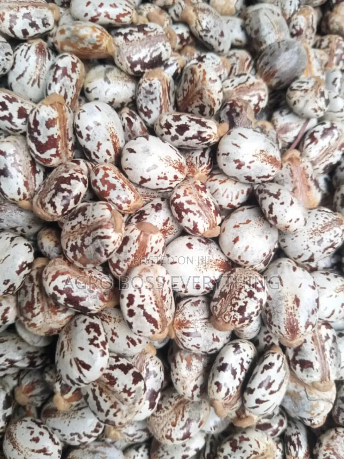 Castor Seed