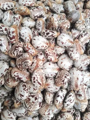 Castor Seed