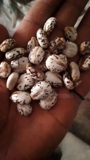 Castor Seed
