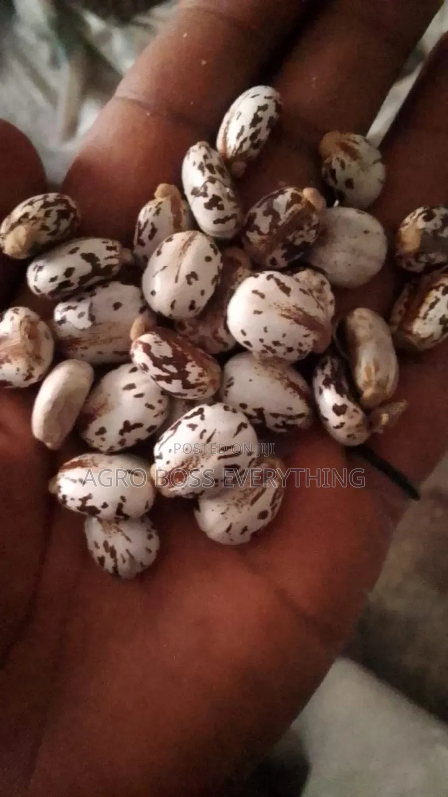 Castor Seed