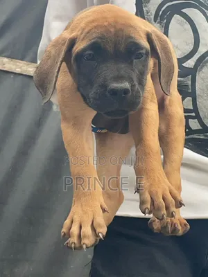 1-3 months Female Purebred Boerboel