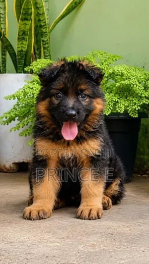 1-3 months Male Purebred German Shepherd