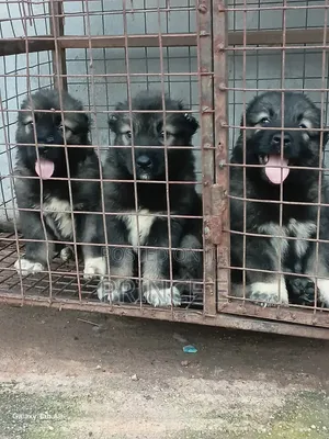 1-3 months Female Purebred Caucasian Shepherd