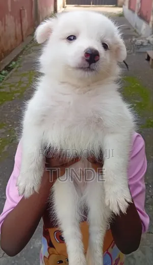 1-3 months Male Purebred American Eskimo
