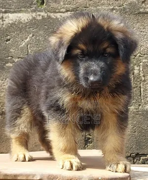 1-3 months Male Purebred German Shepherd