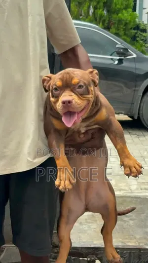 6-12 months Female Purebred American Bully