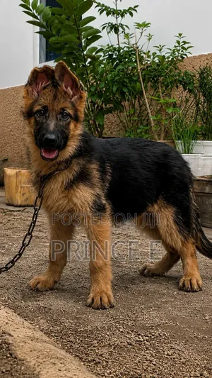 1-3 months Female Purebred German Shepherd