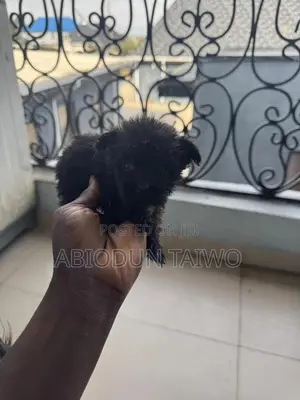 1-3 months Female Purebred Lhasa Apso