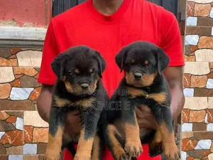 1-3 months Female Purebred Rottweiler