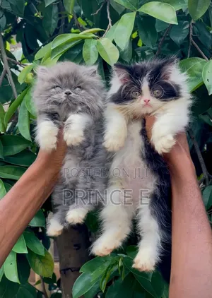 1-3 months Male Purebred Persian