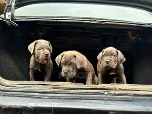 1-3 months Female Purebred Cane Corso
