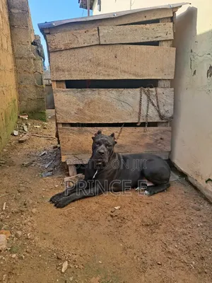 1+ year Female Purebred Cane Corso
