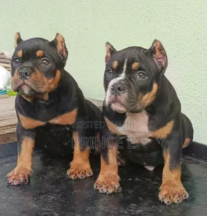 3-6 months Male Purebred American Bully