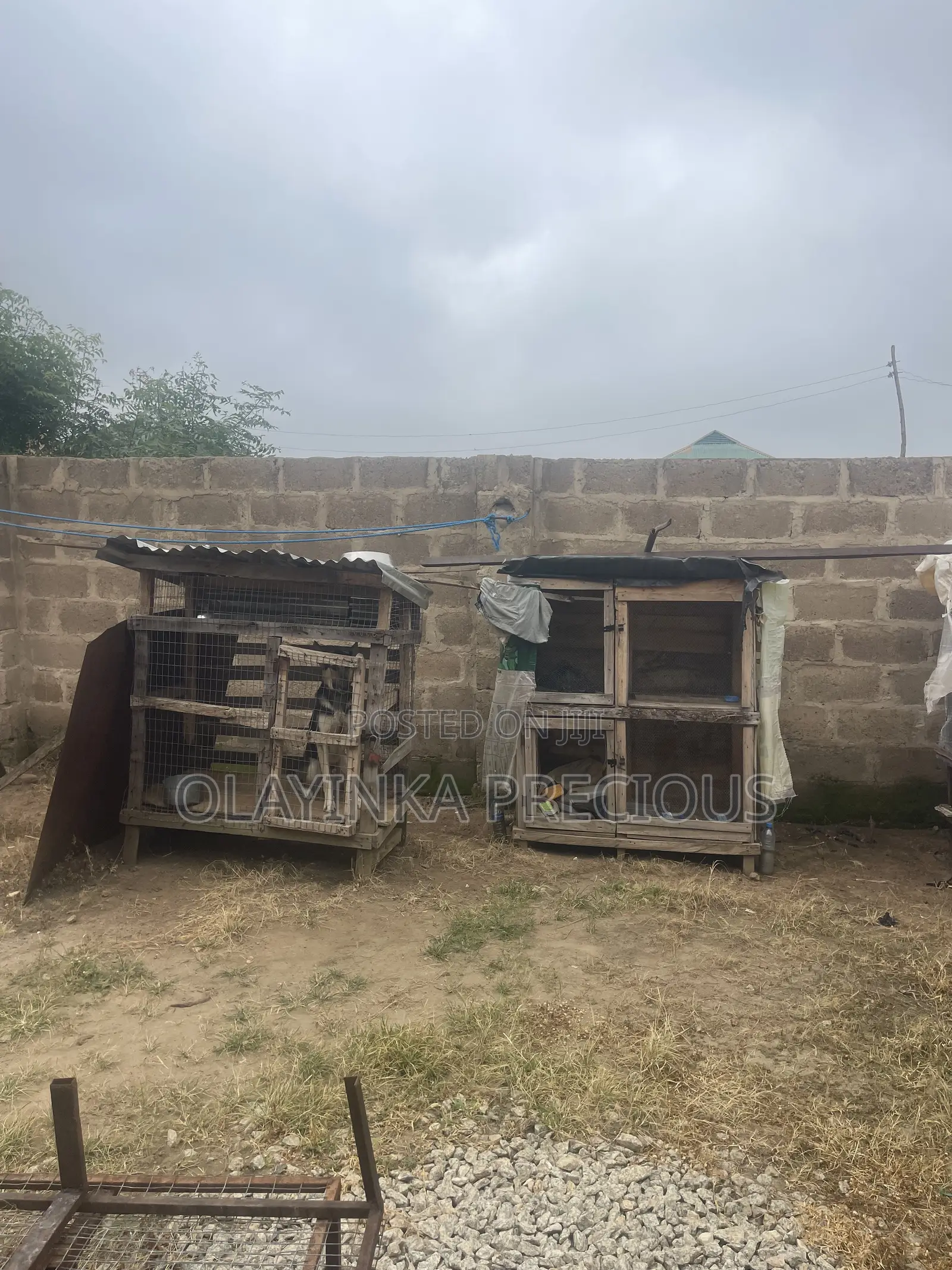 Dogs Cages