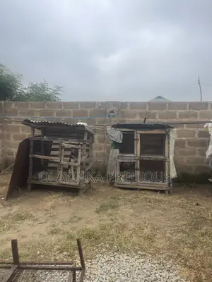 Dogs Cages