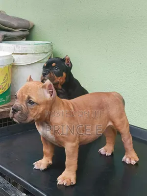 1-3 months Female Purebred American Bully