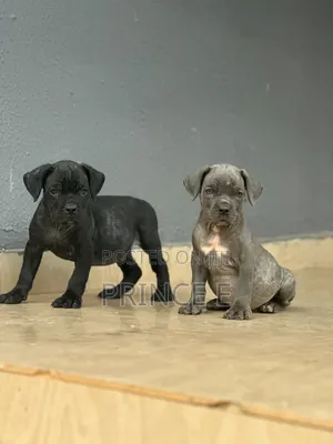 1-3 months Female Purebred Cane Corso