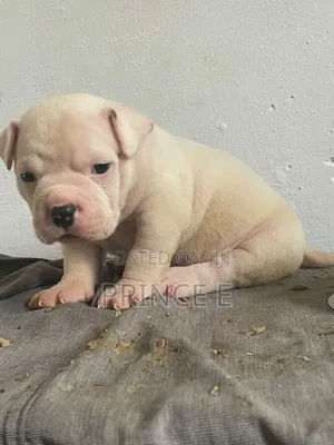1-3 months Male Purebred American Bully