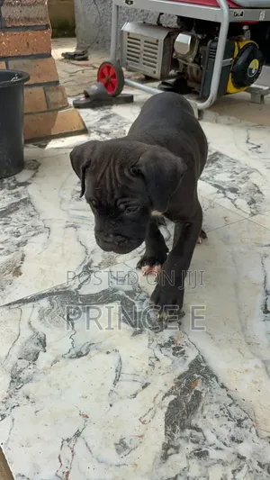 1-3 months Female Purebred Cane Corso
