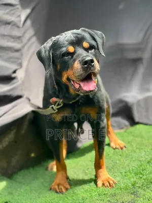 1+ year Female Purebred Rottweiler