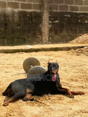 1+ year Female Purebred Doberman Pinscher