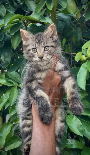 1-3 months Female Purebred Maine Coon