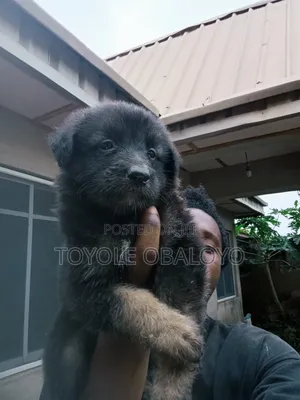 1-3 months Male Purebred German Shepherd