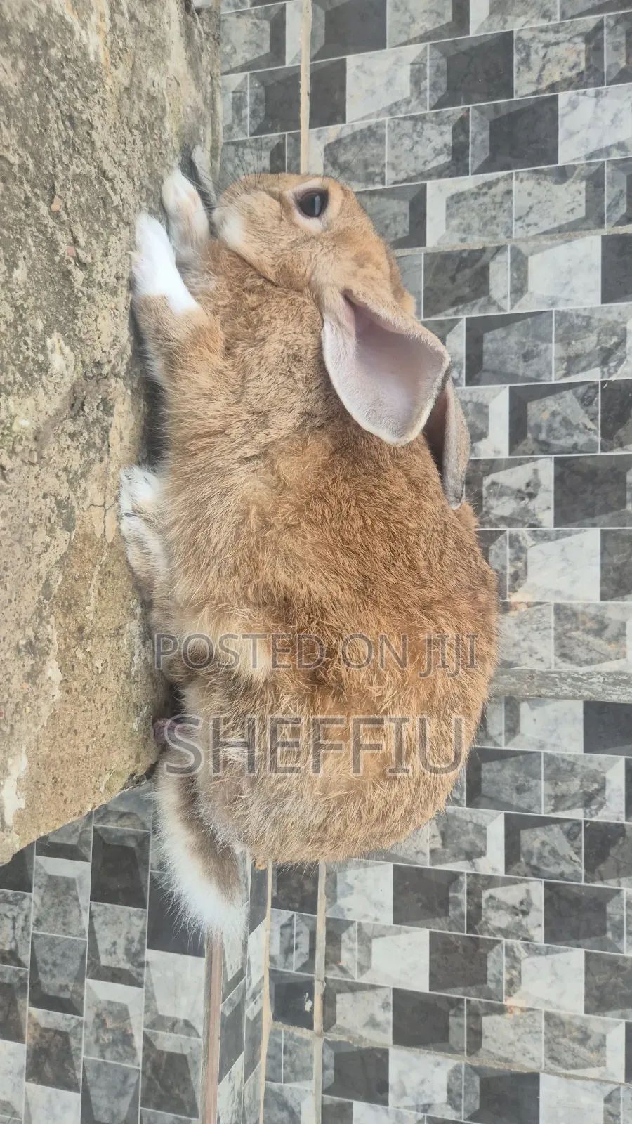 Male Chinchilla