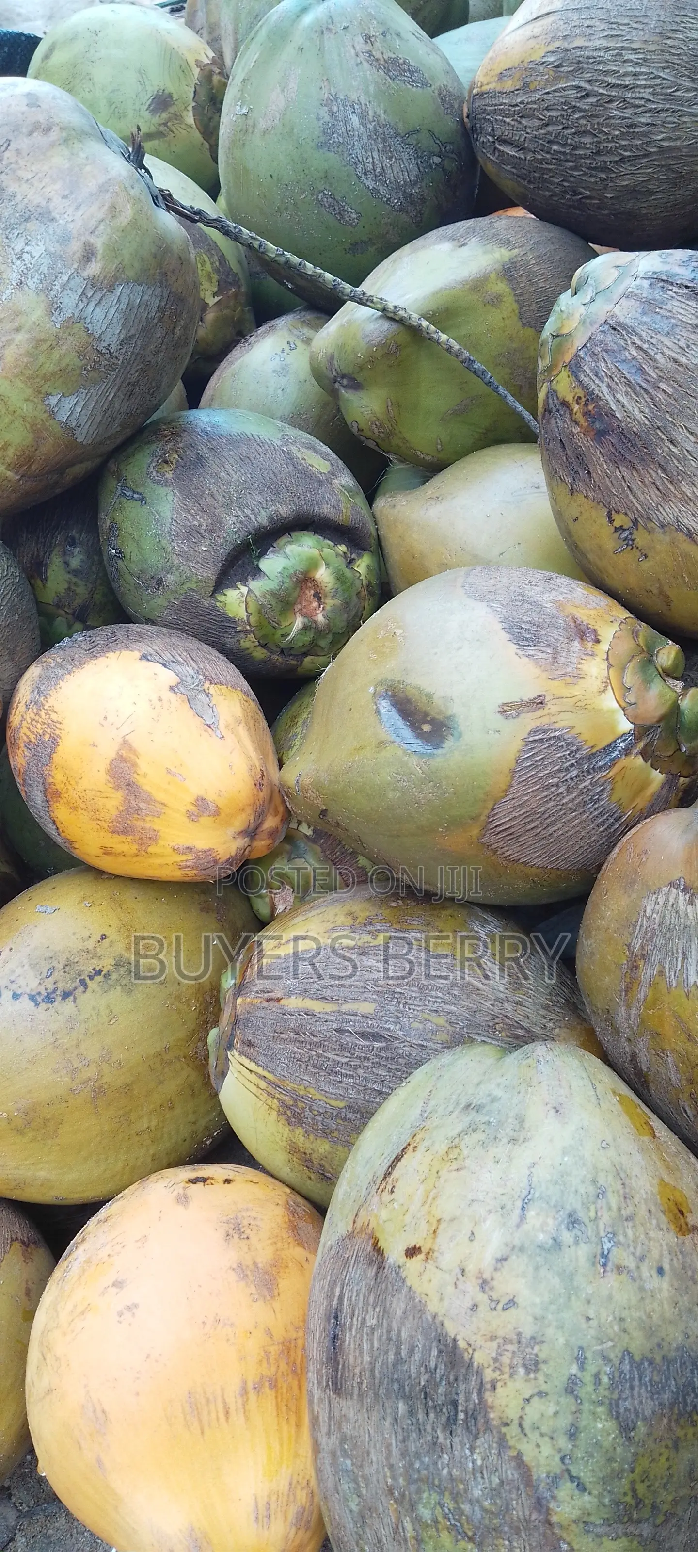 Tender Coconut