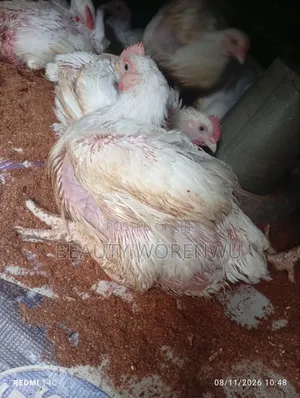 Broiler Chicken