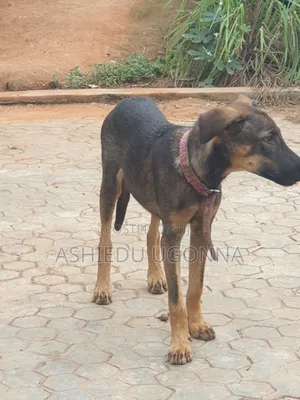 3-6 months Female Mixed Breed Doberman Pinscher