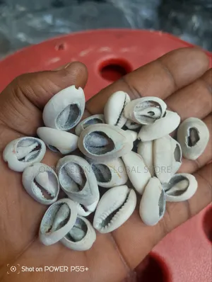 Natural Original Cowry Shell Neck Bead for Men It Gives Energy