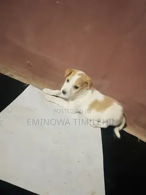 1-3 months Male Mixed Breed Border Collie