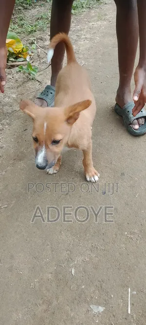 1-3 months Male Mixed Breed Chow Chow
