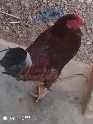 Local Fowl