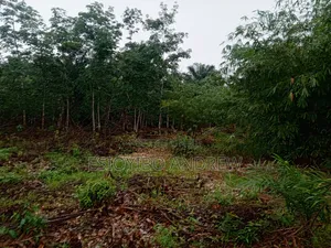 5 Acres of Land
