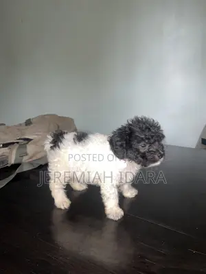1-3 months Female Purebred Lhasa Apso