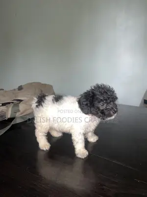 1-3 months Female Purebred Lhasa Apso
