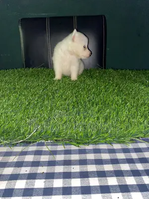 1-3 months Male Purebred American Eskimo