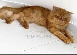 1+ year Male Purebred Persian